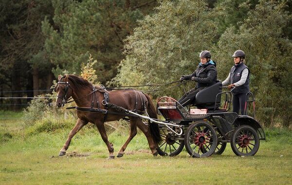 Estonian Native Horse dressage, show jumping stallion 26.06.2024 歳 Black 売り出し中 - 写真 6