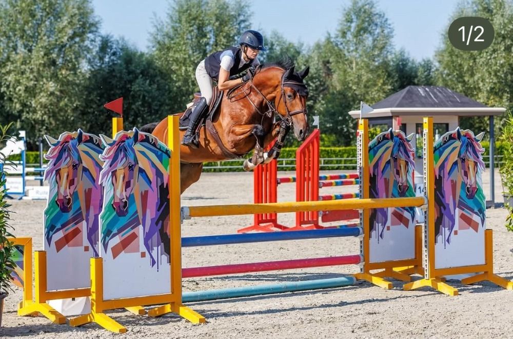 KWPN springpaard Ruin 5 jaar Bruin te koop - Hoofdfoto