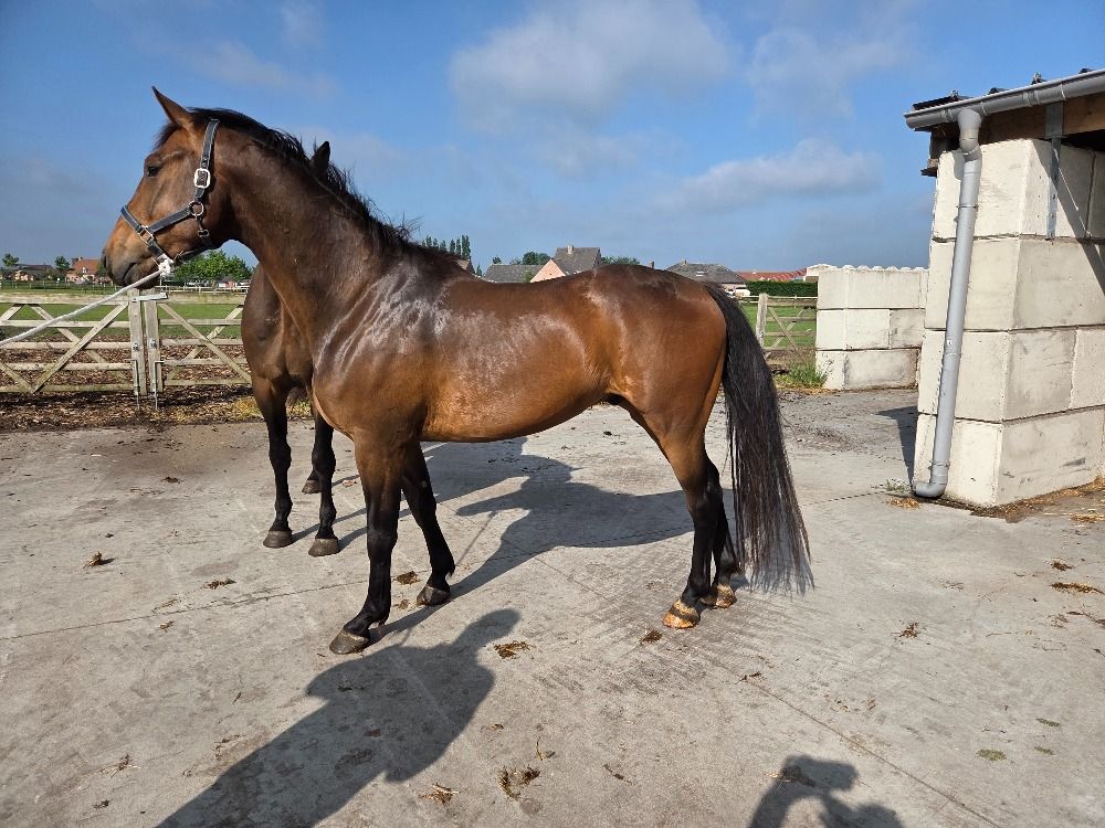 springpaard Ruin 4 jaar Bruin te koop - Foto 3