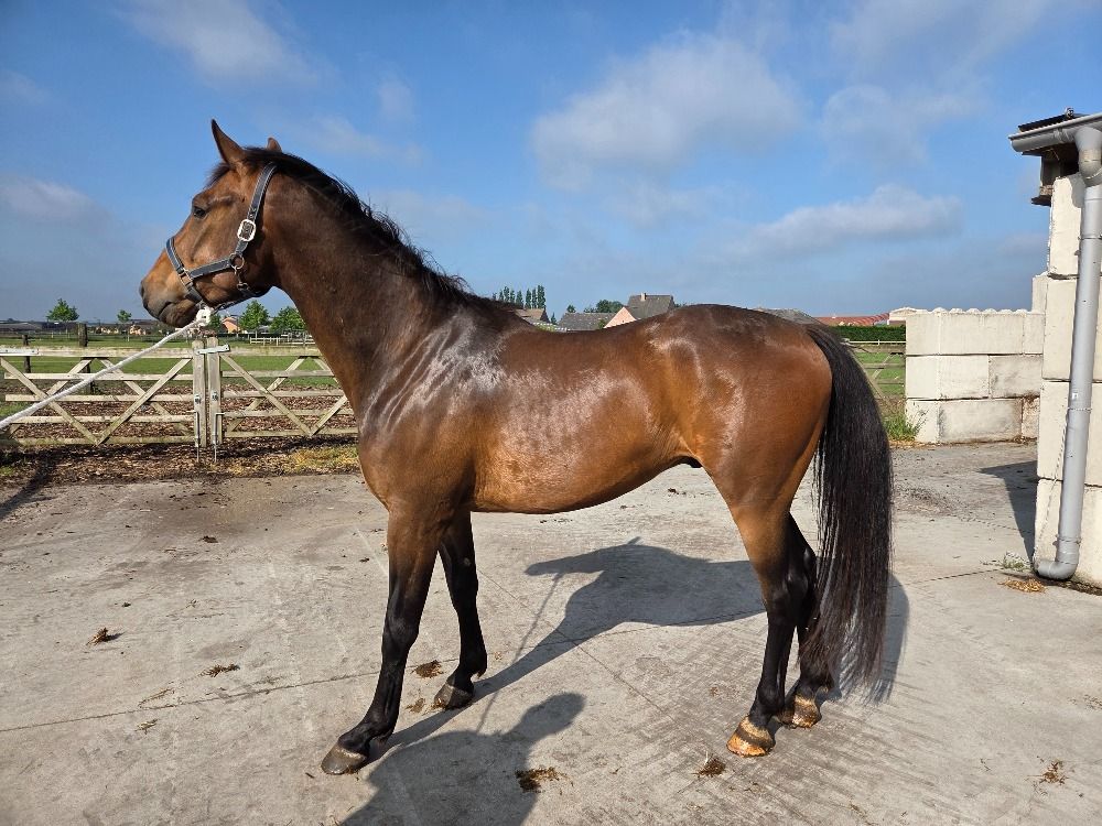 springpaard Ruin 4 jaar Bruin te koop - Hoofdfoto