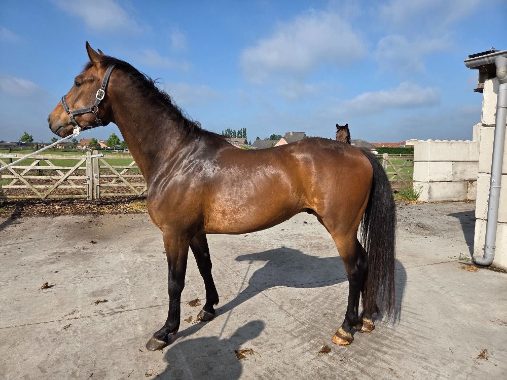 springpaard Ruin 4 jaar Bruin te koop - Foto 2