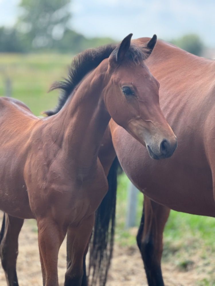 KWPN dressuurpaard Merrie Bruin te koop - Foto 2