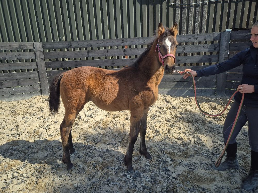 KWPN dressuurpaard Merrie Bruin te koop - Hoofdfoto