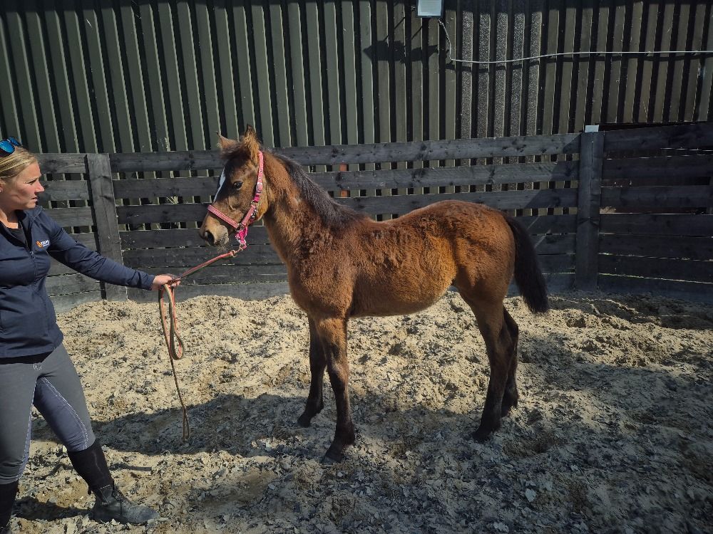 KWPN dressuurpaard Merrie Bruin te koop - Foto 2