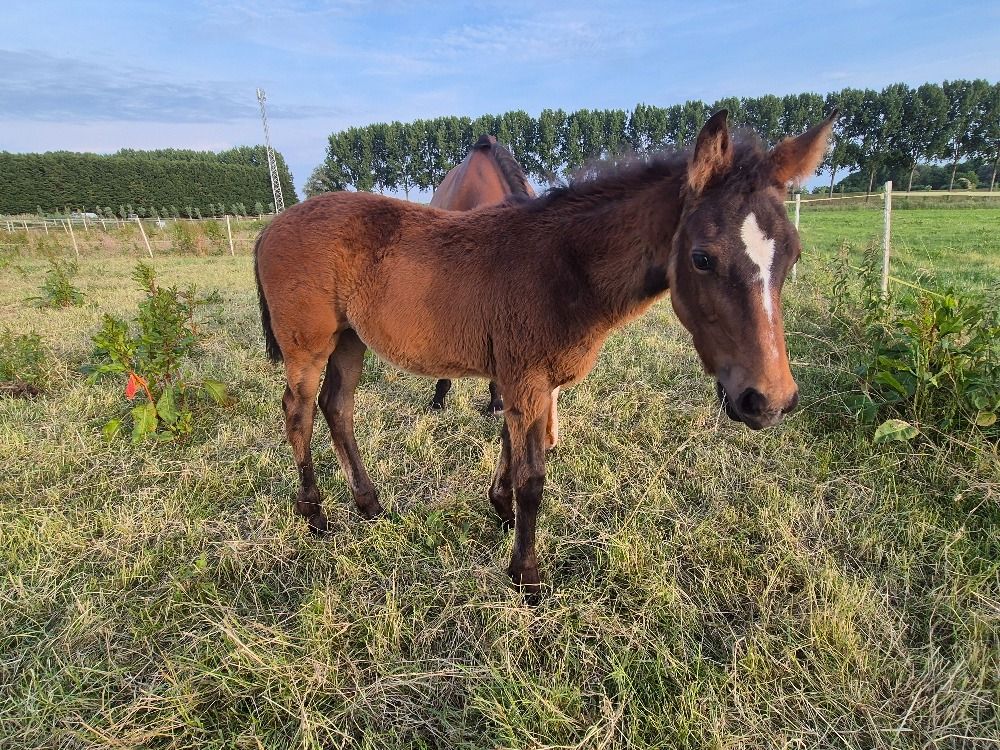 KWPN dressuurpaard Merrie Bruin te koop - Foto 3