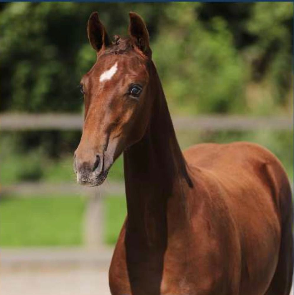 KWPN springpaard Merrie 1 jaar Vos te koop - Hoofdfoto
