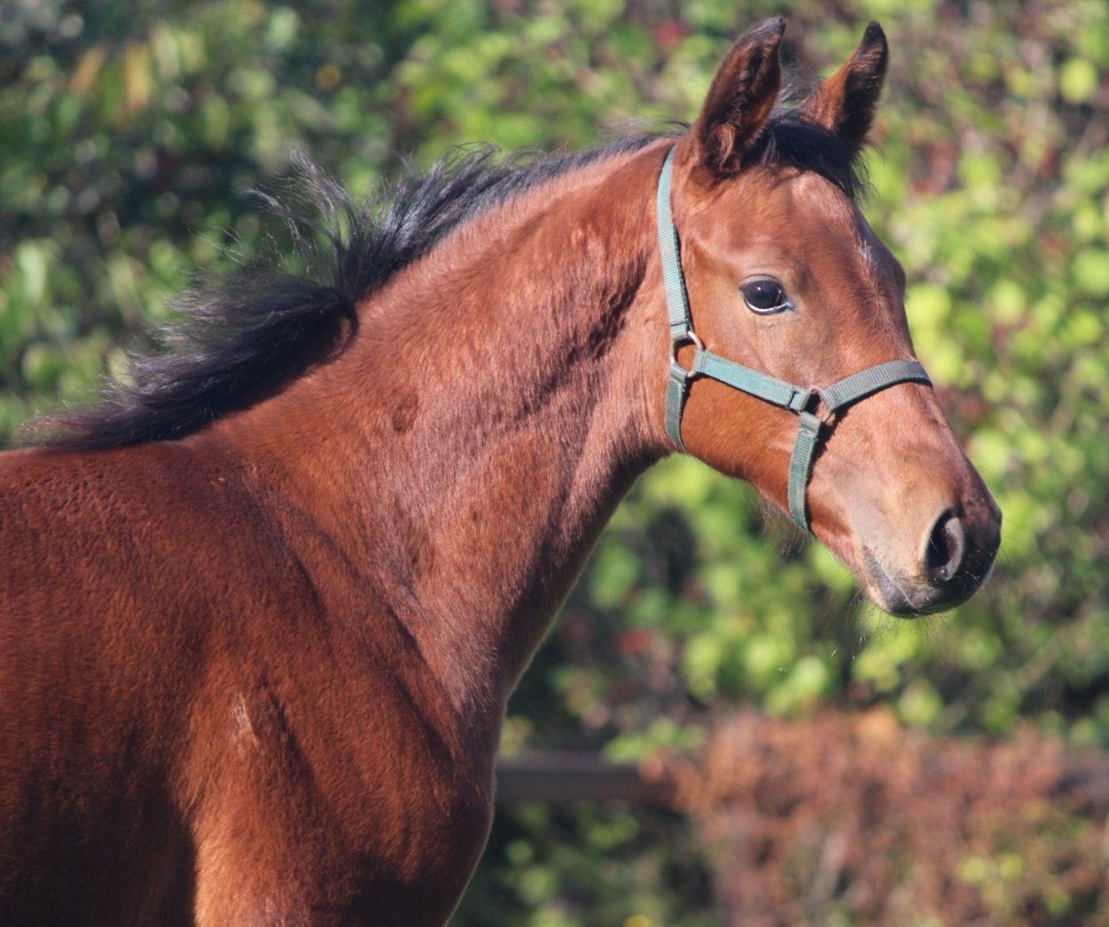 Showjumper, Mare, 0 years