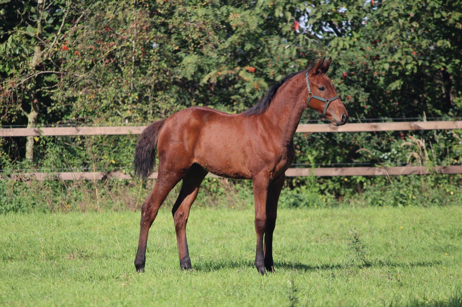 springpaard merrie 0 Jahre alt zu verkaufen - Foto 4