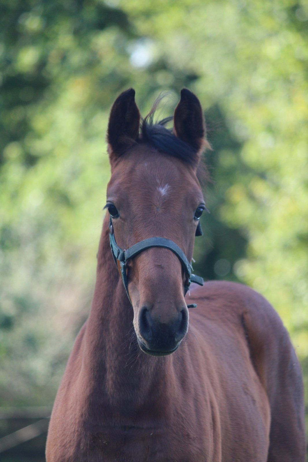 springpaard merrie 0 Jahre alt zu verkaufen - Foto 2
