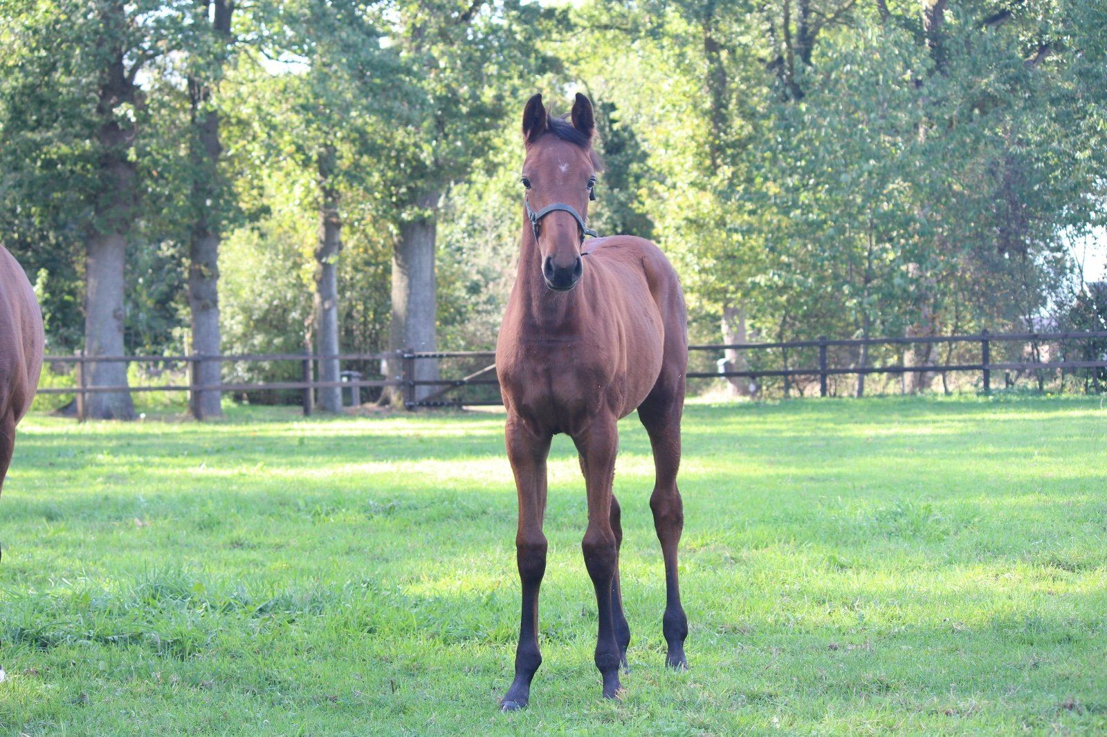 springpaard merrie 0 Jahre alt zu verkaufen - Foto 3