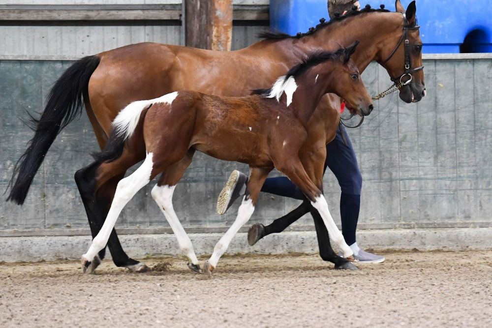 BWP eventingpaard Merrie 1 jaar Skewbald te koop - Foto 2