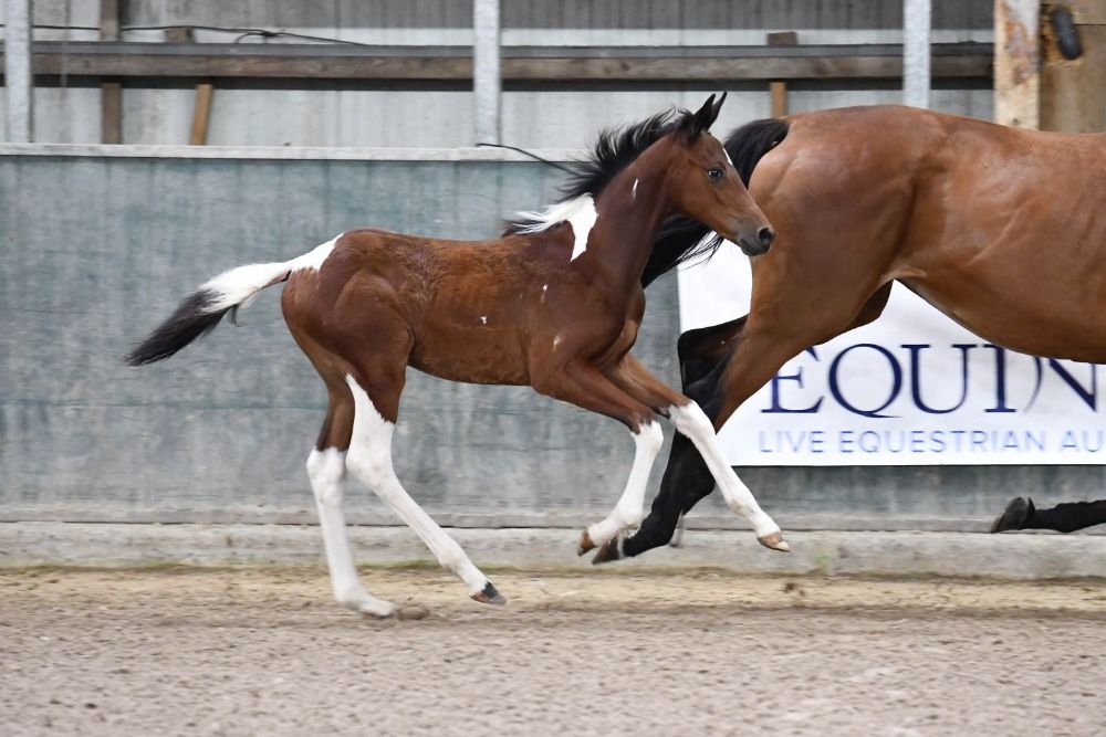 BWP eventingpaard Merrie 1 jaar Skewbald te koop - Foto 3