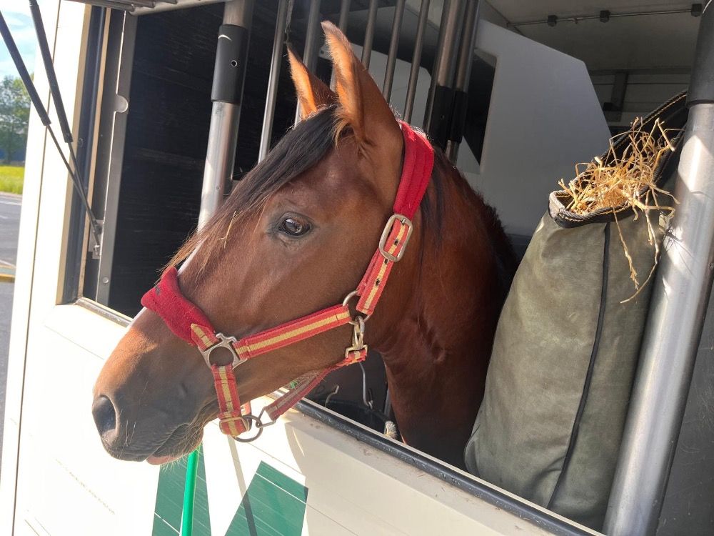 PRE paard Hengst 3 jaar Bruin te koop - Foto 5