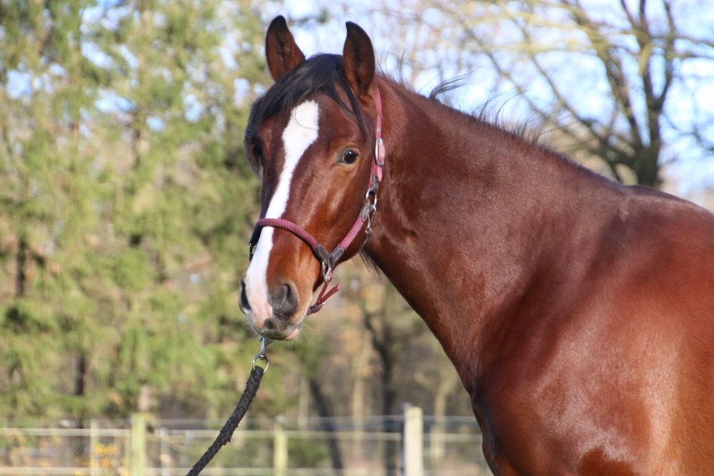 PRE paard Hengst 3 jaar Bruin te koop - Foto 2