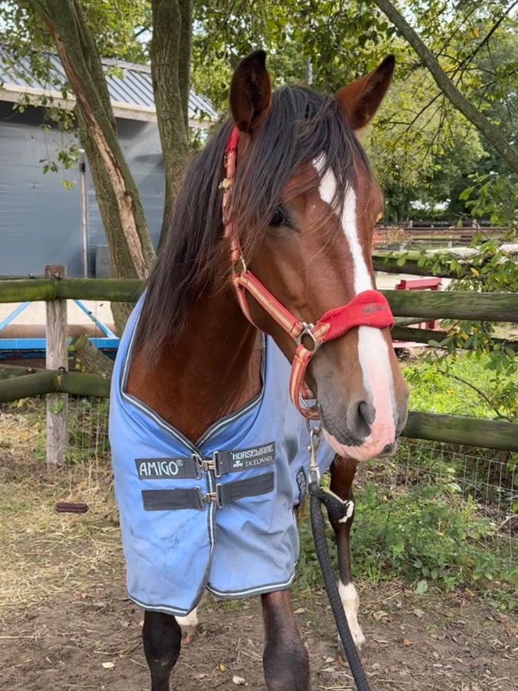 PRE paard Hengst 3 jaar Bruin te koop - Foto 4