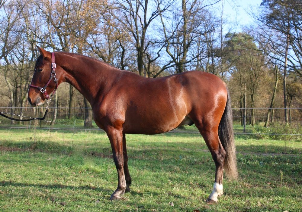PRE paard Hengst 3 jaar Bruin te koop - Foto 3