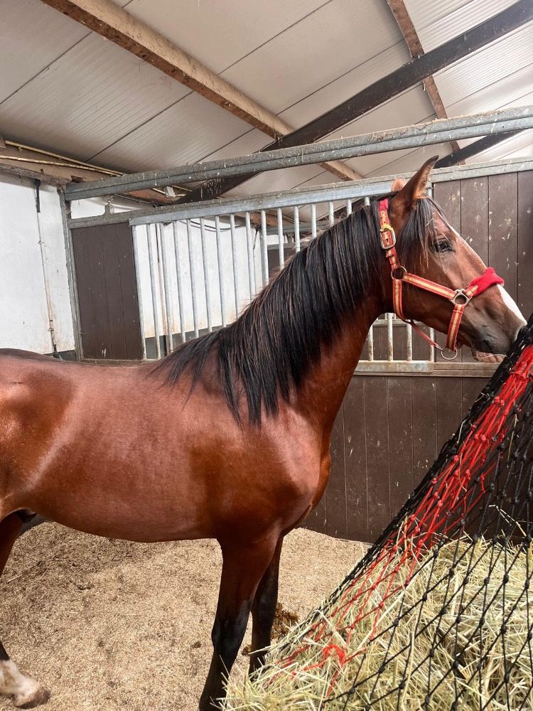 PRE paard Hengst 3 jaar Bruin te koop - Foto 6