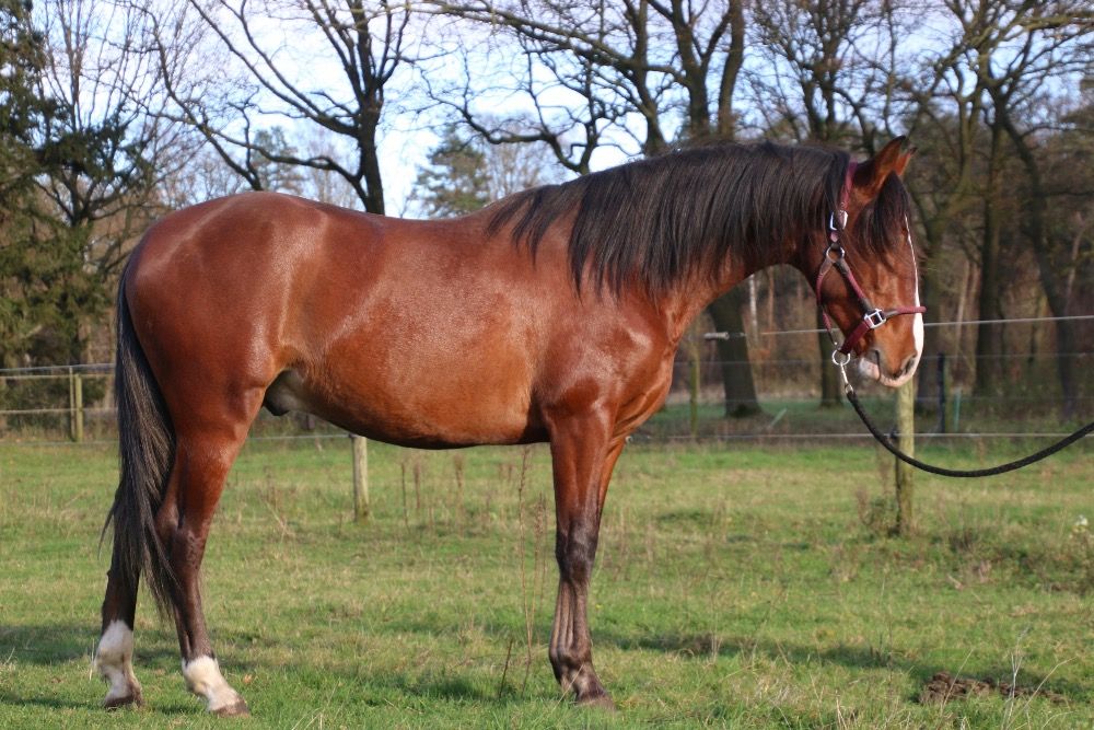 Zeer goed bewegende, 3 jarige, zuivere Cartujano (PRE) hengst