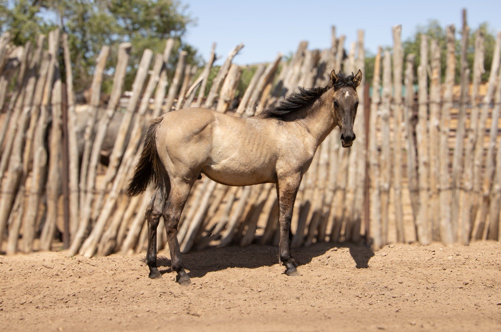 quarter-horse western-paard hengst 1 years old for sale - Main photo