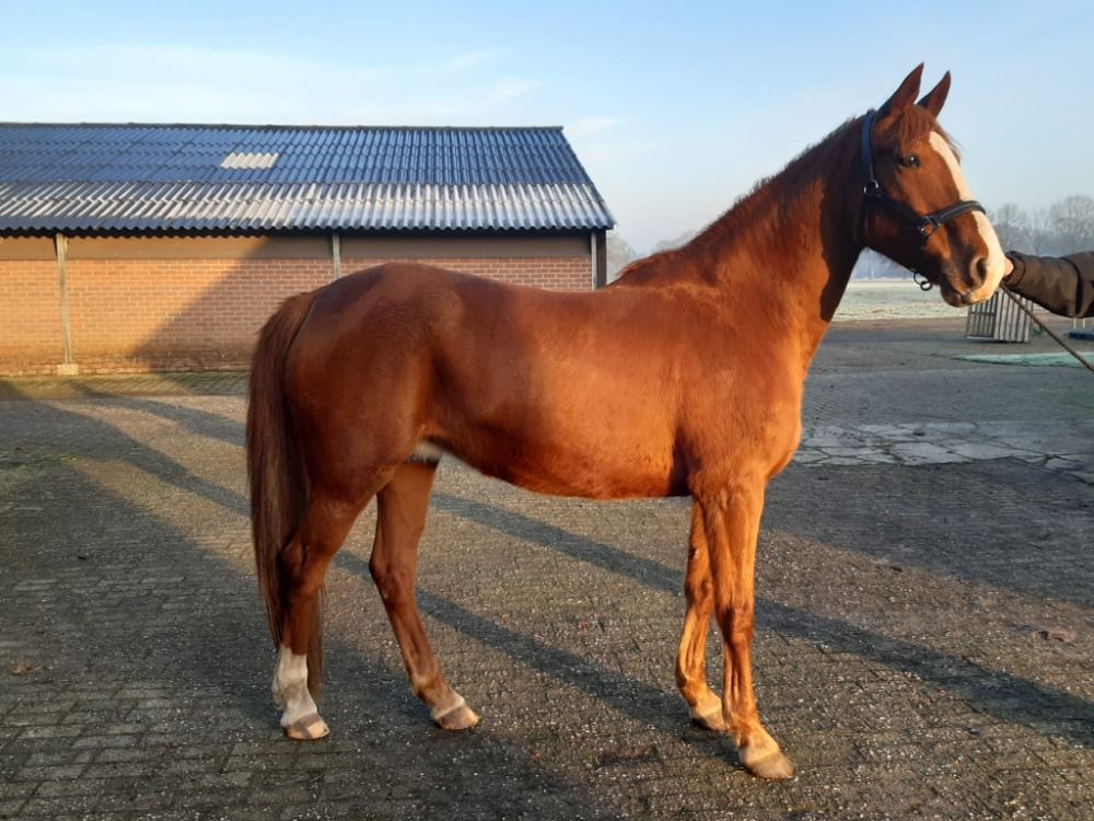 KWPN fokmerrie Merrie 14 jaar Vos te koop - Hoofdfoto