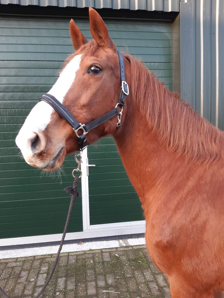 KWPN fokmerrie Merrie 14 jaar Vos te koop - Foto 2