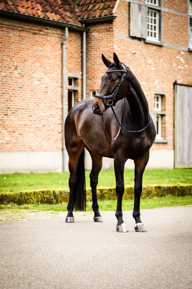 KWPN dressuurpaard Merrie 5 jaar Donkerbruin te koop - Foto 2