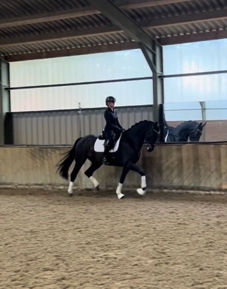 KWPN dressuurpaard Merrie 5 jaar Donkerbruin te koop - Foto 3