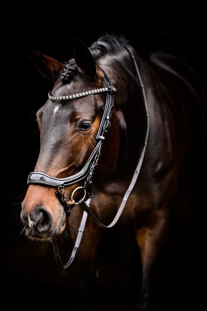 Fijne Kyton x Totilas merrie