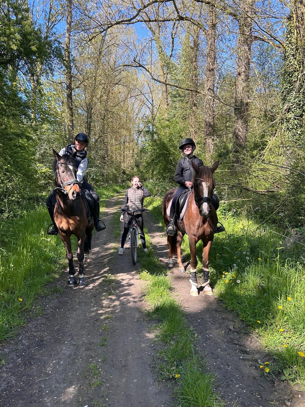 allround-pony ruin 20 سنوات bruin للبيع - صورة 2