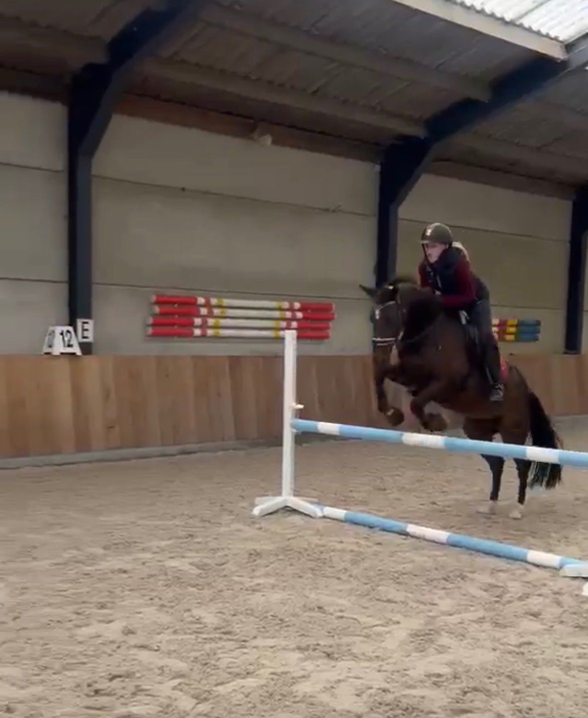 allround-pony ruin 20 سنوات bruin للبيع - صورة 4