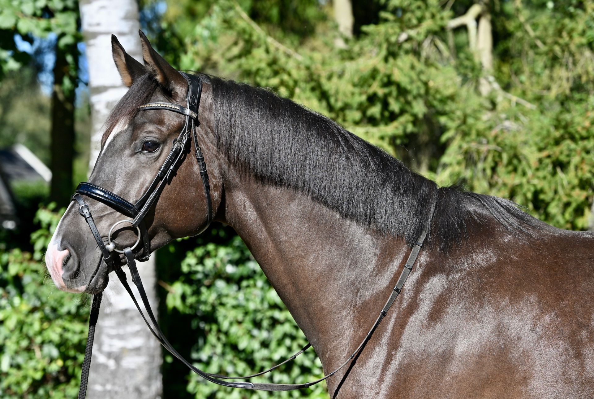 kwpn dressuurpaard ruin 4 år donkerbruin till salu - Foto 2
