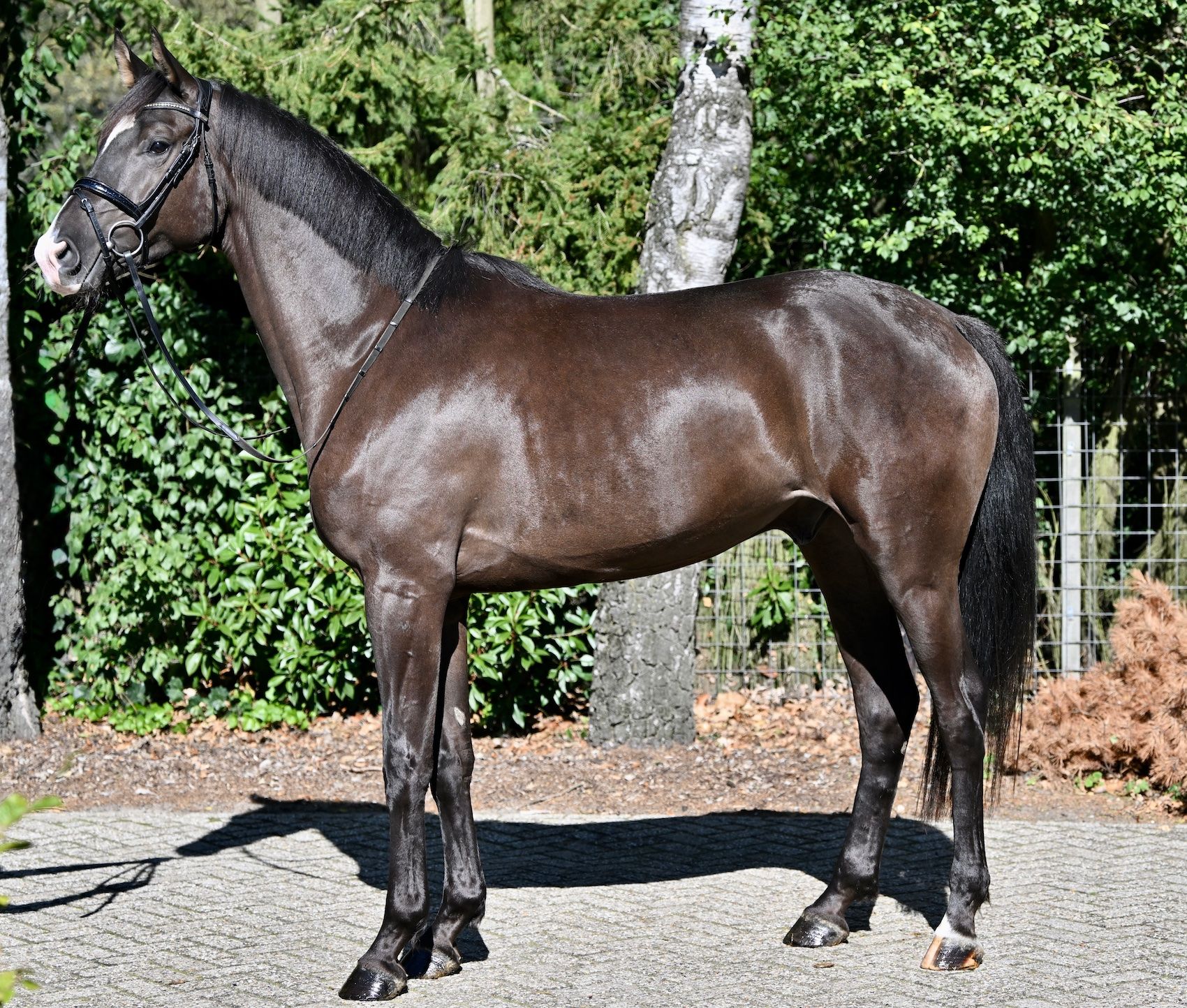 kwpn dressuurpaard ruin 4 år donkerbruin till salu - Foto 3