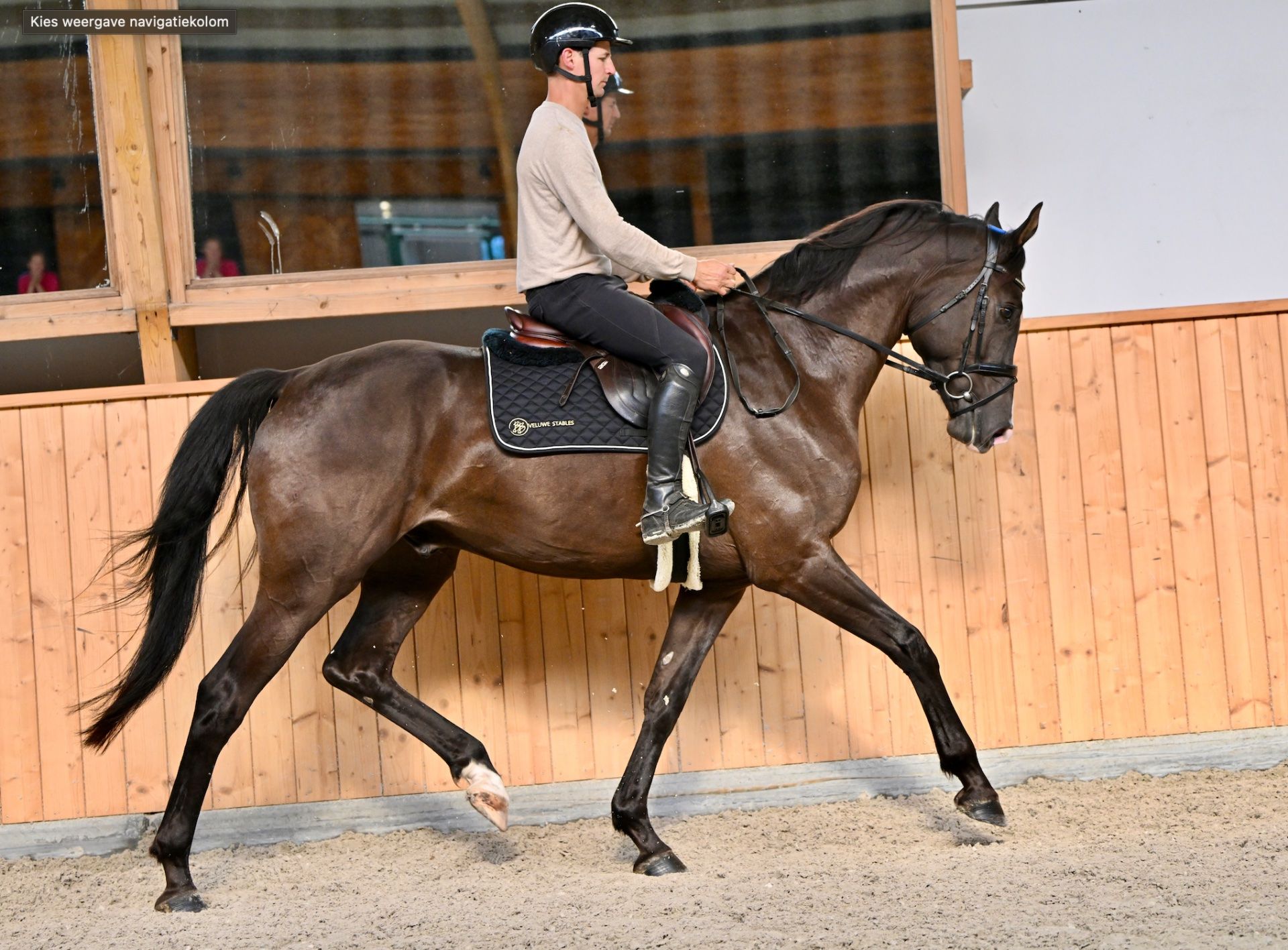 Something Special, dressyrhäst, valack, 4 år
