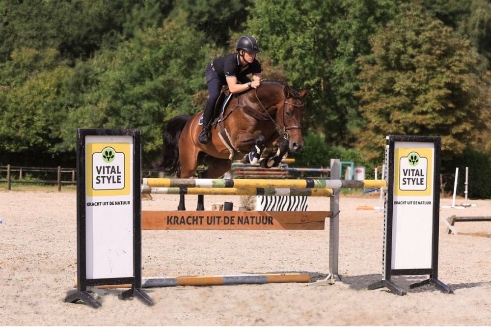 Zangersheide springpaard Ruin 3 años Bruin en venta - Foto 4