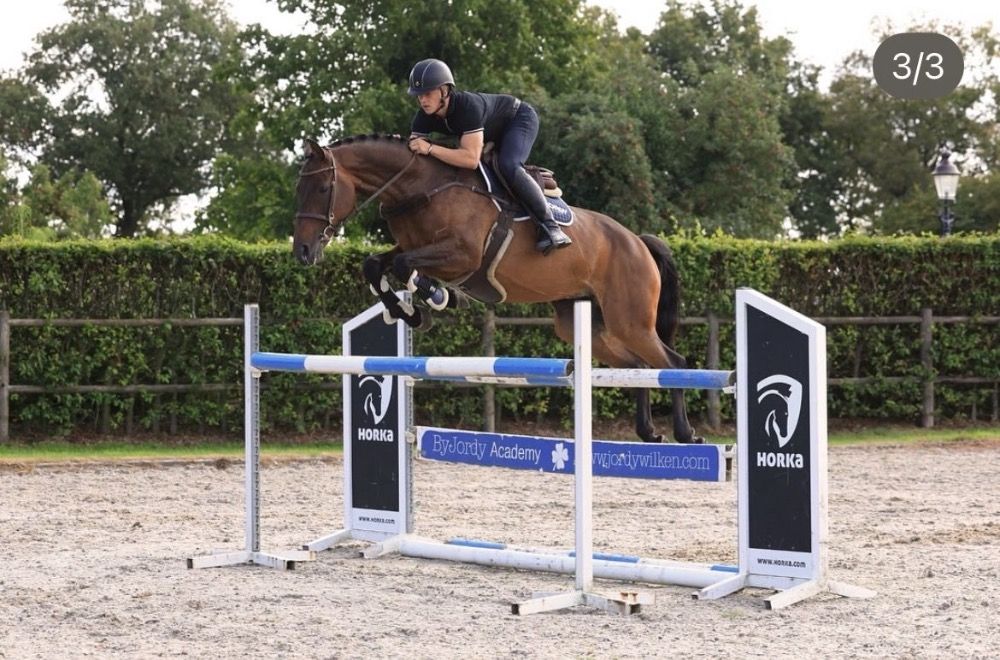 Zangersheide springpaard Ruin 3 años Bruin en venta - Foto 3