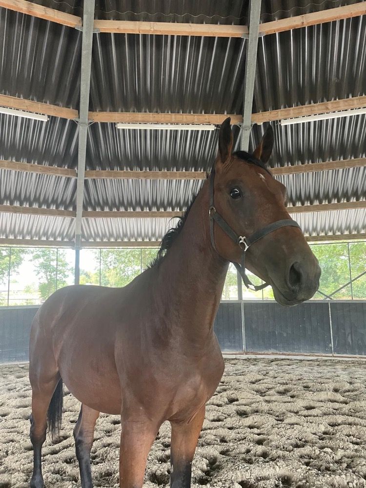 Zangersheide springpaard Ruin 3 años Bruin en venta - Foto 2