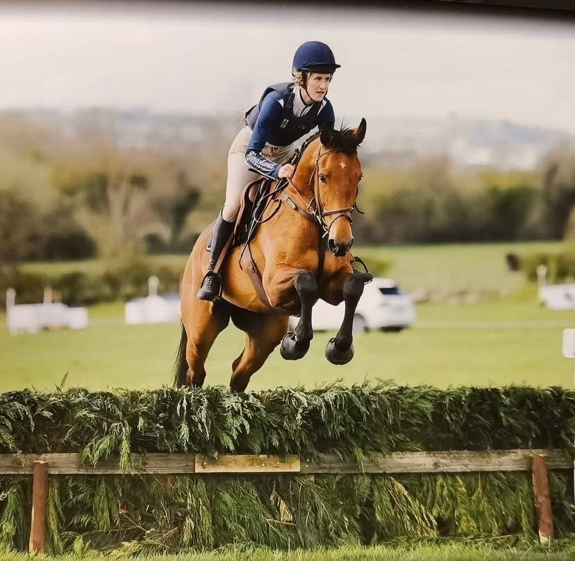 Iers sportpaard springpaard Ruin 9 jaar Bruin te koop - Foto 6