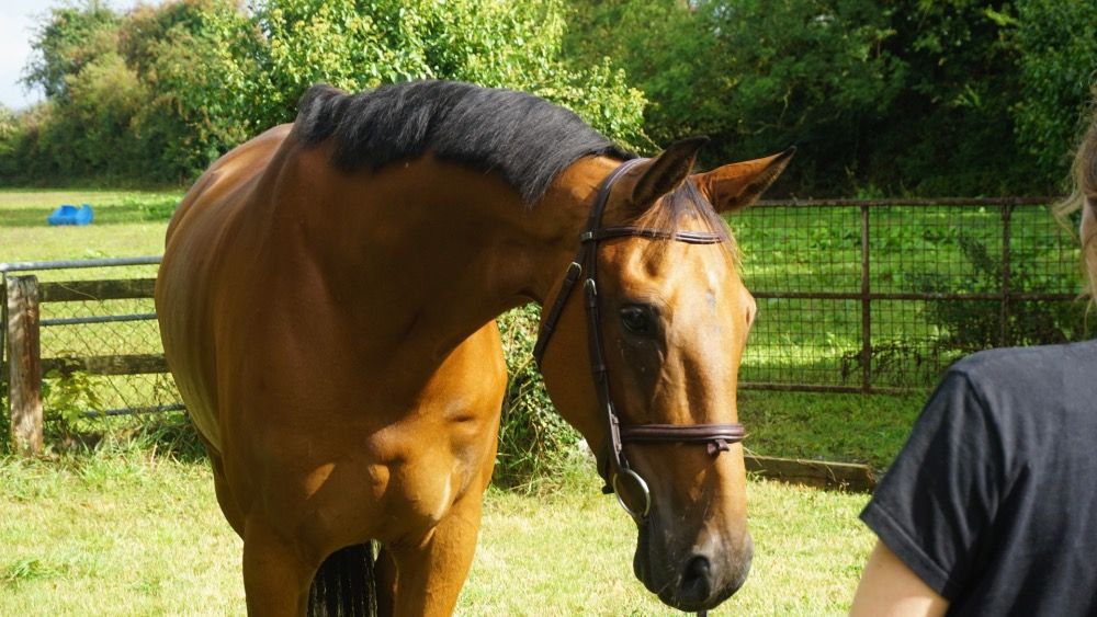 Iers sportpaard springpaard Ruin 9 jaar Bruin te koop - Foto 4