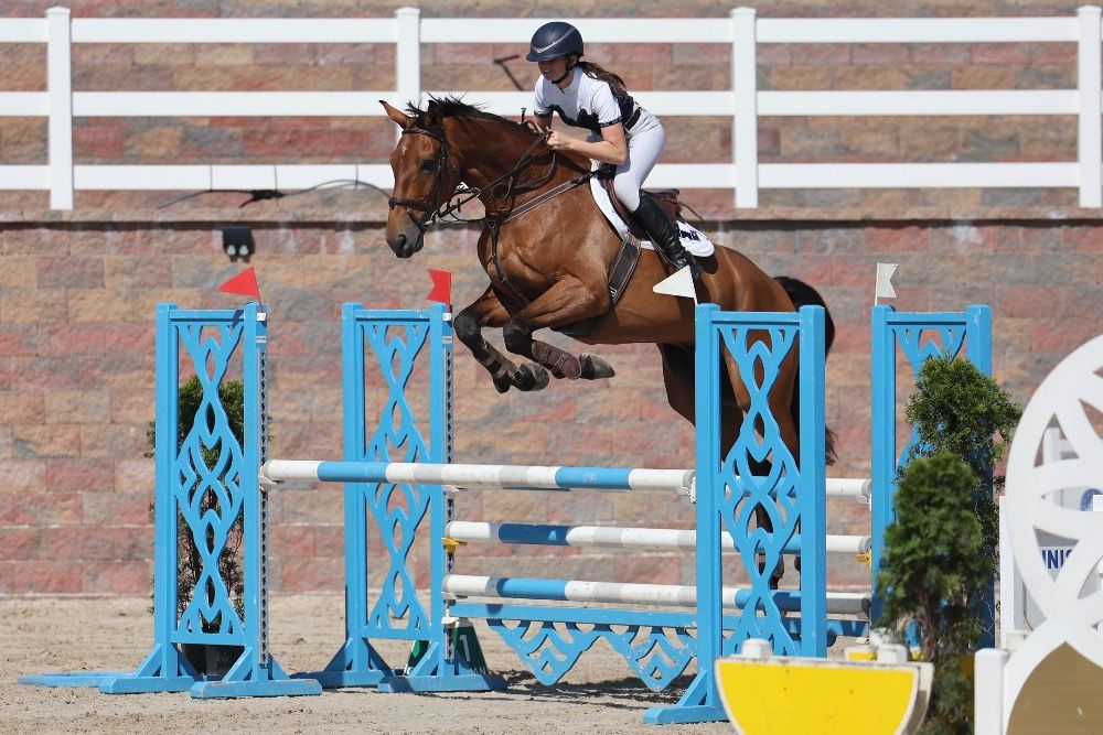 Iers sportpaard springpaard Ruin 9 jaar Bruin te koop - Foto 3