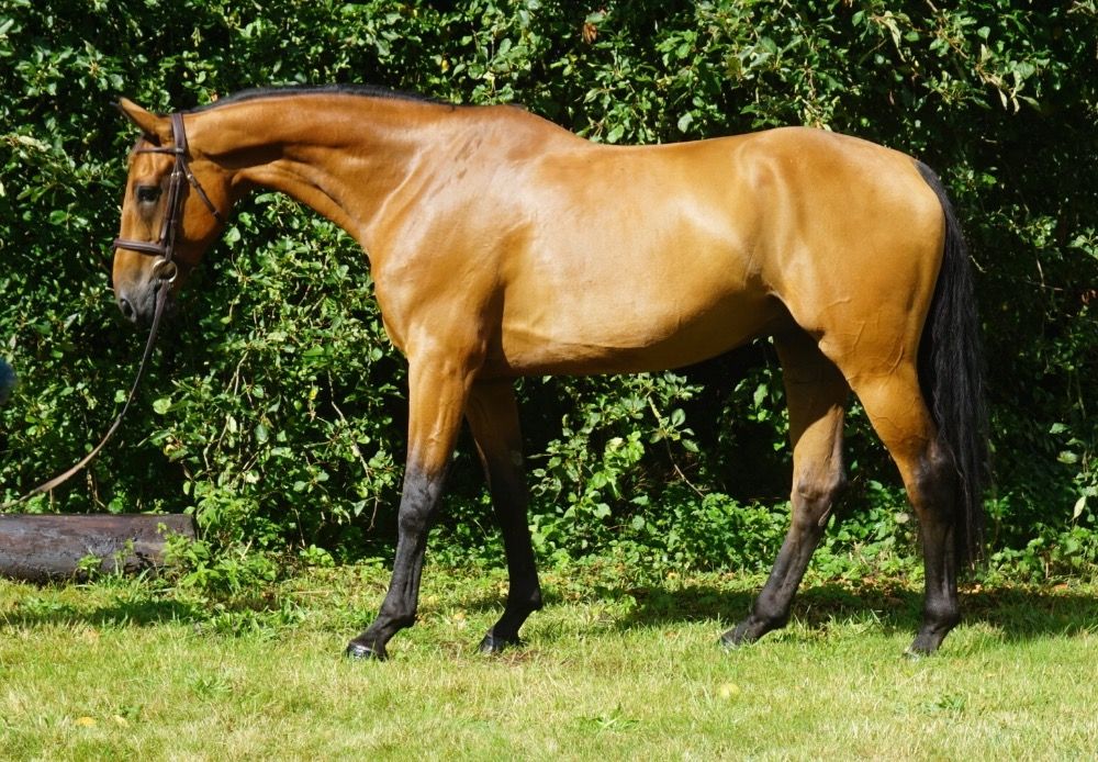 Iers sportpaard springpaard Ruin 9 jaar Bruin te koop - Foto 2