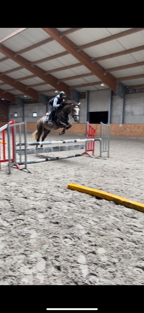 4yo Cardino