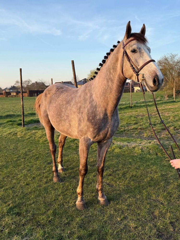 BWP springpaard Hengst 4 jaar Schimmel te koop - Foto 2