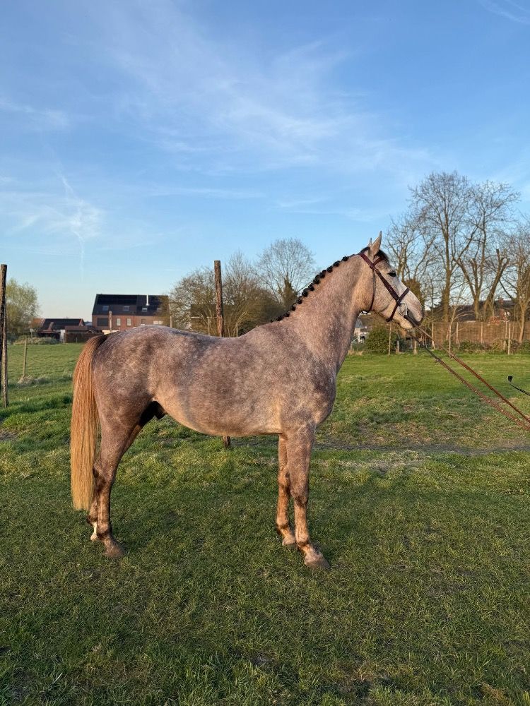 BWP springpaard Hengst 4 jaar Schimmel te koop - Foto 3