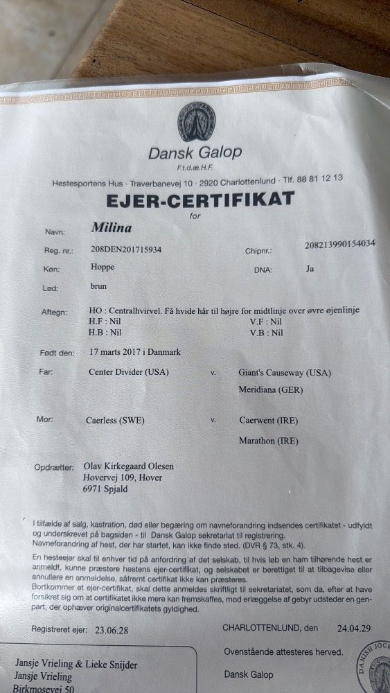 Volbloed recreatie paard Merrie 8 jaar te koop - Foto 4