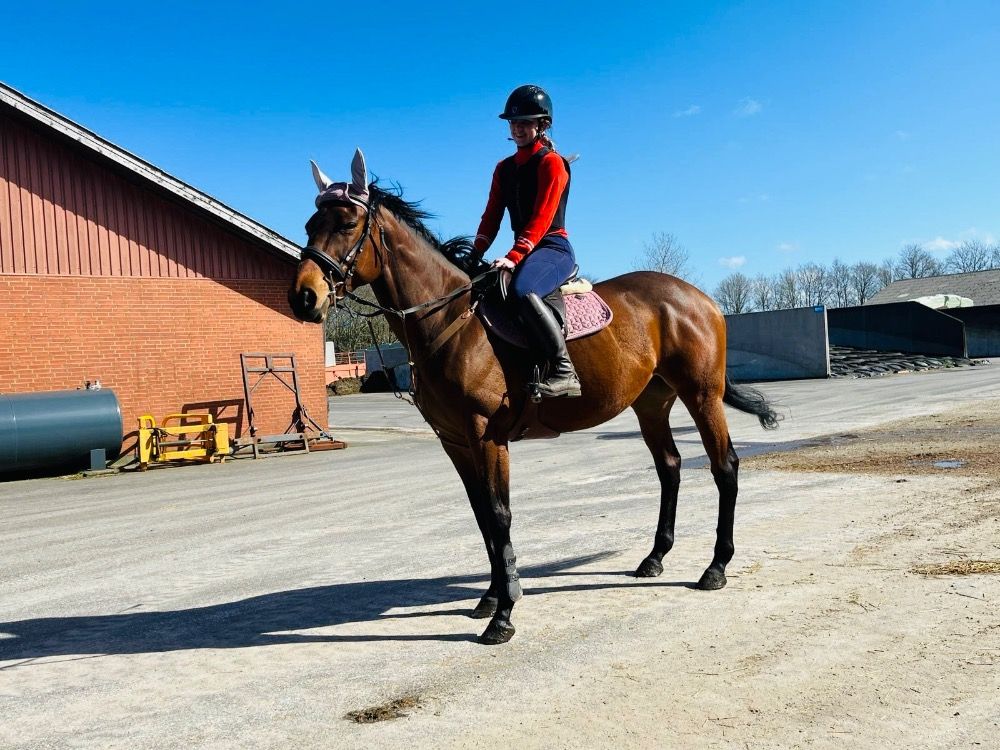 Volbloed recreatie paard Merrie 8 jaar te koop - Foto 6