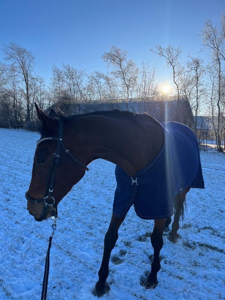 Volbloed recreatie paard Merrie 8 jaar te koop - Foto 5