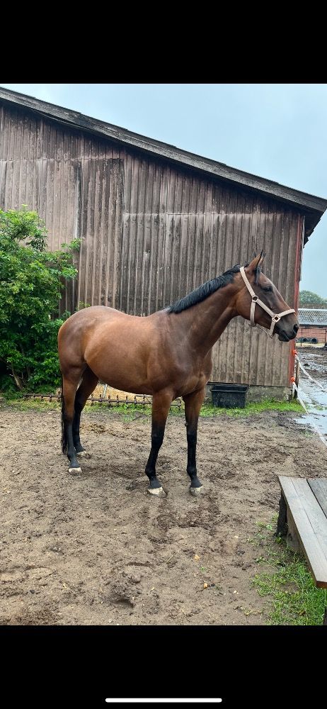 Volbloed recreatie paard Merrie 8 jaar te koop - Foto 2