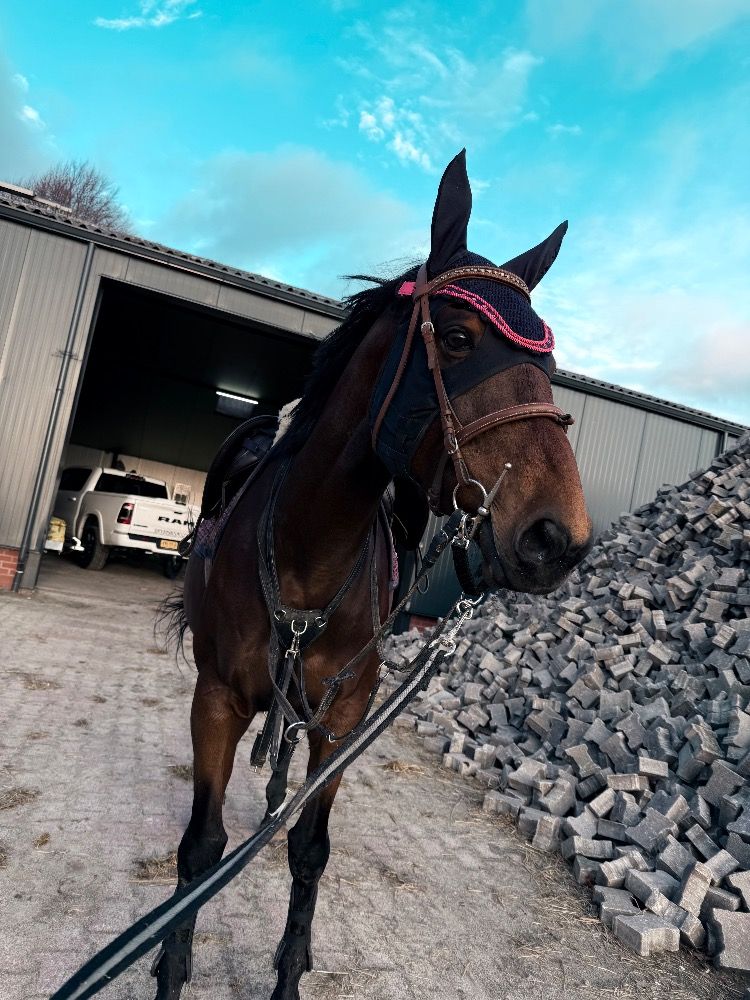 Volbloed recreatie paard Merrie 8 jaar te koop - Foto 3