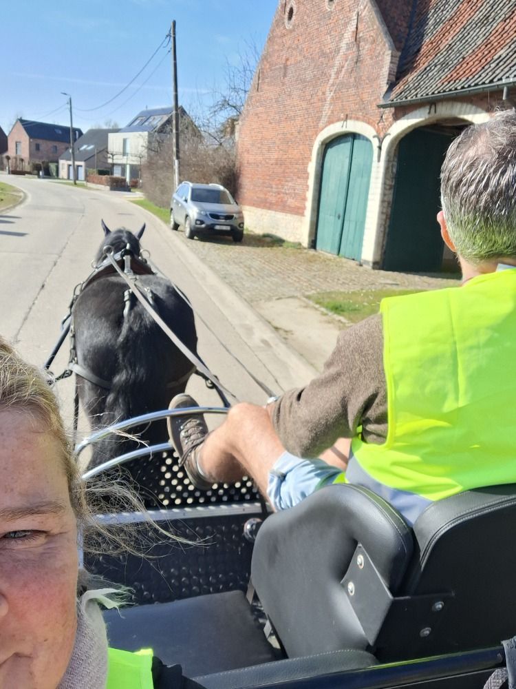 Ander stamboek tuigpaard Merrie 8 jaar Zwart te koop - Foto 3