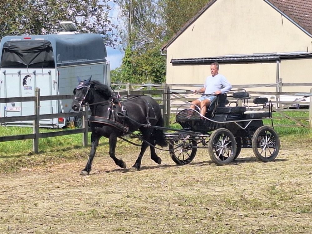 Ander stamboek tuigpaard Merrie 8 jaar Zwart te koop - Foto 2